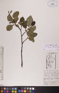 Alnus incana subsp. rugosa image