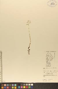 Corallorhiza trifida image