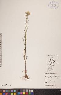 Crepis tectorum image