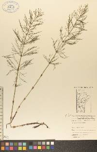 Equisetum sylvaticum var. pauciramosum image