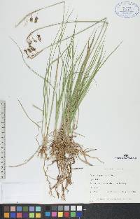 Carex paupercula image