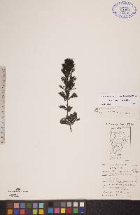 Bidens beckii image