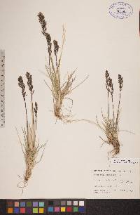 Deschampsia brevifolia image