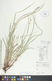 Carex castanea image