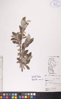 Salix glauca var. cordifolia image