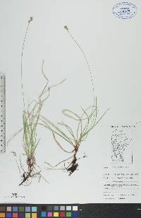 Carex peckii image