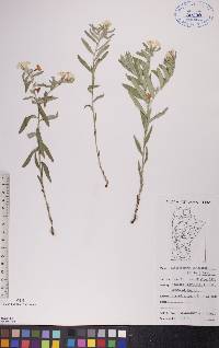 Lithospermum canescens image