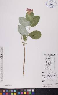 Lonicera dioica image