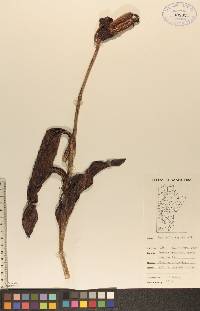 Cypripedium reginae image