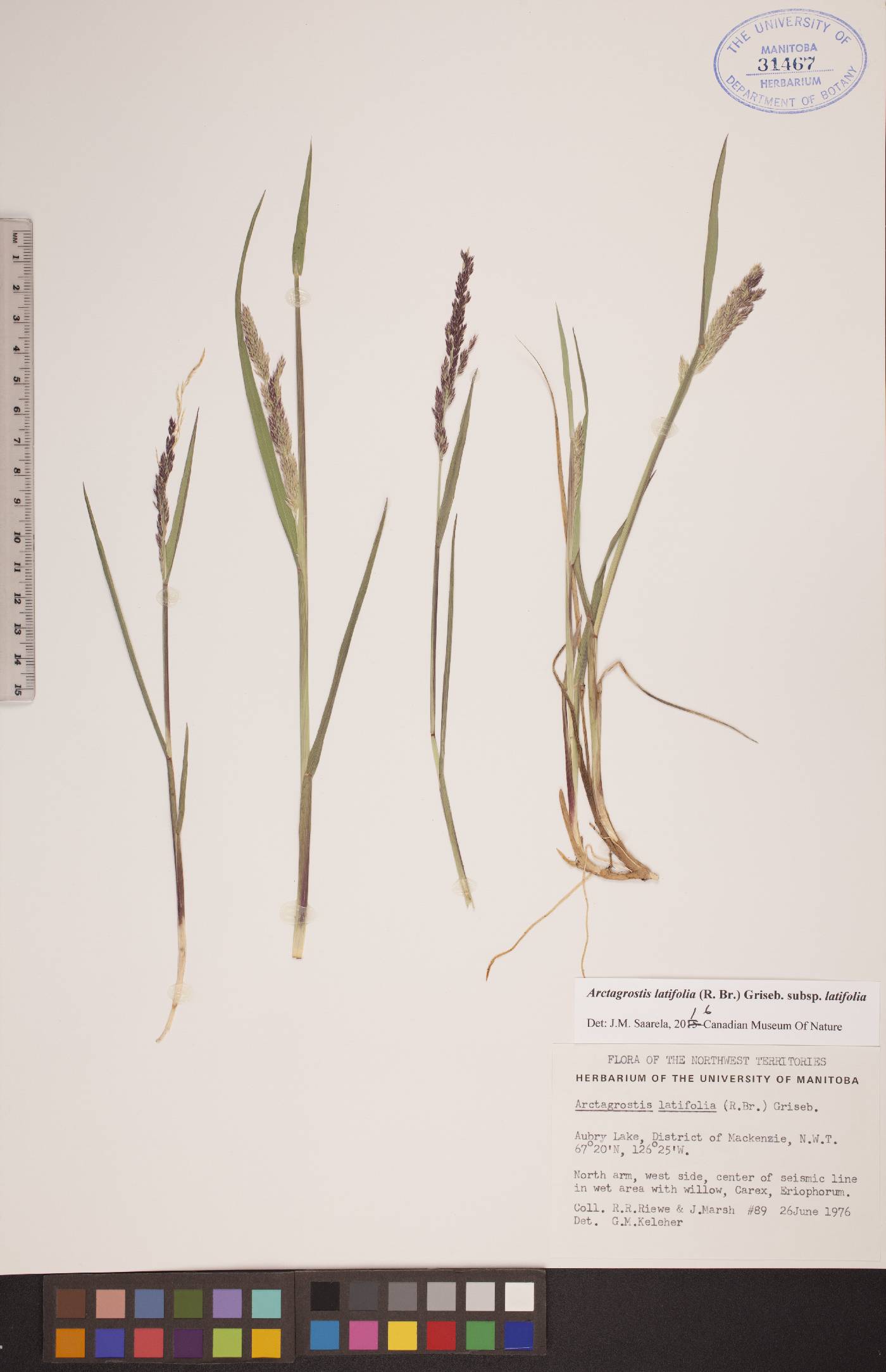 Arctagrostis latifolia subsp. latifolia image
