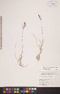 Poa pratensis subsp. alpigena image