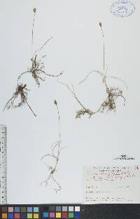 Carex duriuscula image