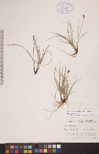 Carex scirpoidea subsp. scirpoidea image