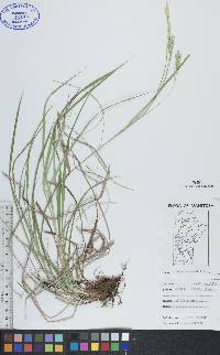 Carex sprengelii image