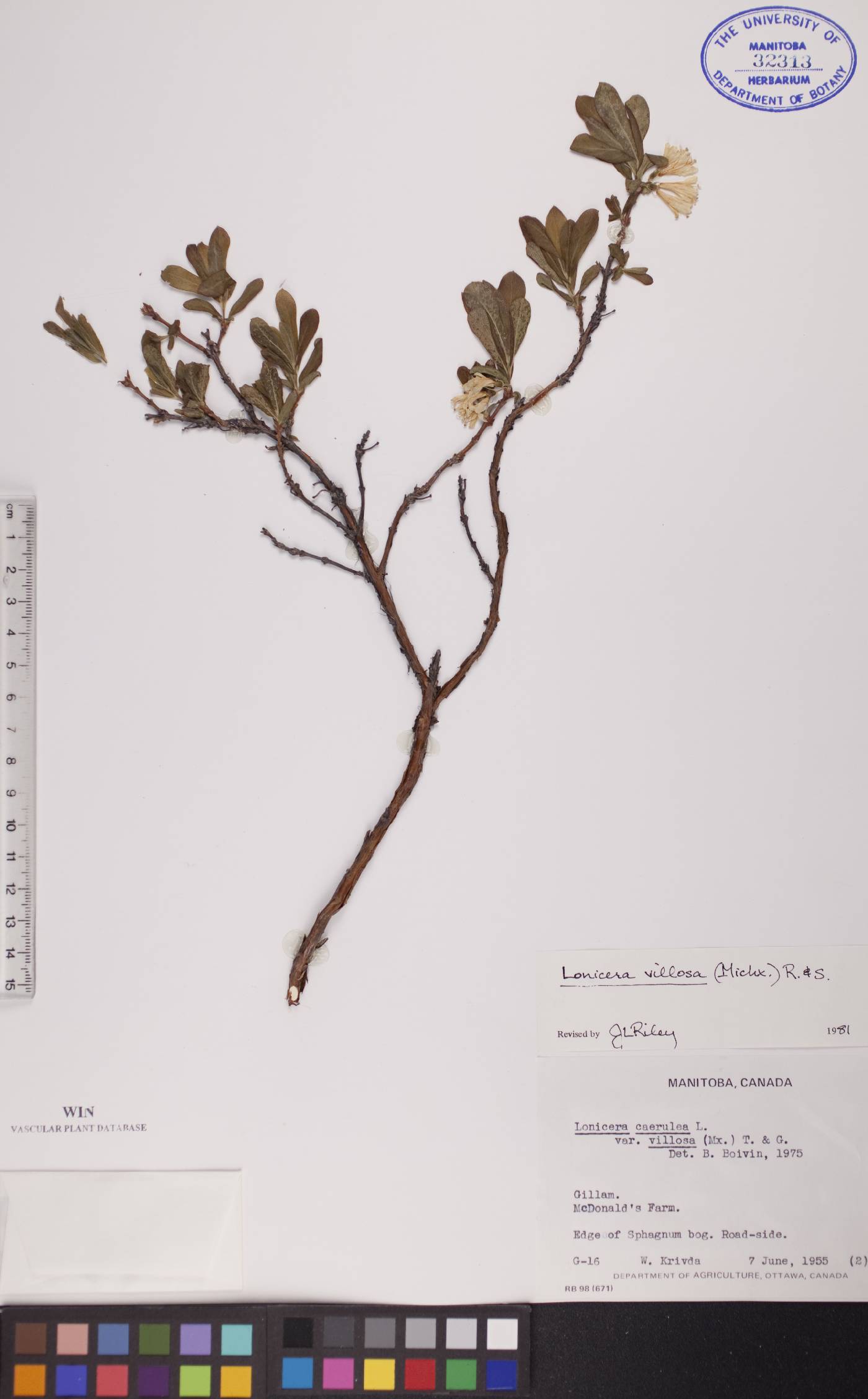 Lonicera villosa image