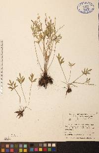 Ranunculus fascicularis image