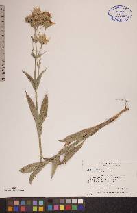 Arnica chamissonis image