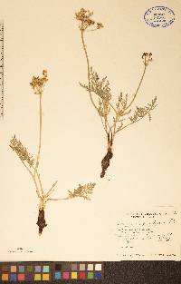 Lomatium orientale image