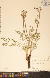 Lomatium orientale image