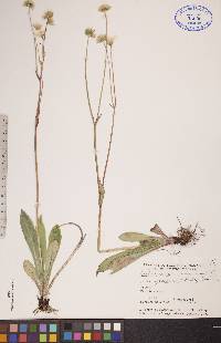 Crepis runcinata image