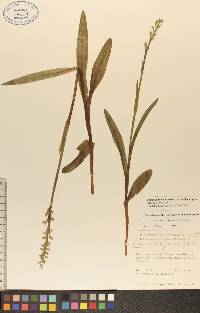 Platanthera hyperborea image