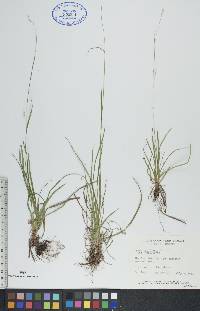 Carex capillaris image