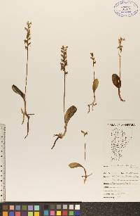 Platanthera obtusata image