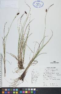 Carex saxatilis image