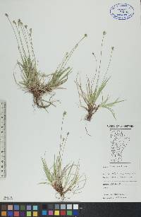 Carex peckii image