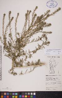 Bassia scoparia subsp. scoparia image