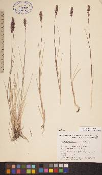 Calamagrostis purpurascens image