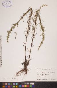 Artemisia campestris image