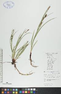 Carex houghtonii image