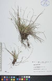 Carex rossii image