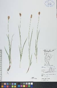 Carex scirpoidea image