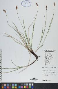 Carex scirpoidea image