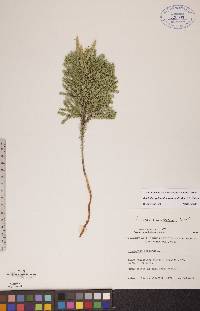 Dendrolycopodium dendroideum image