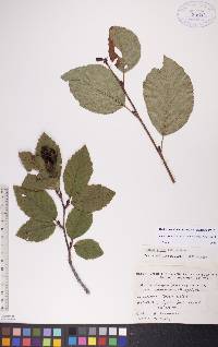 Alnus viridis image