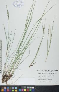 Carex lenticularis image