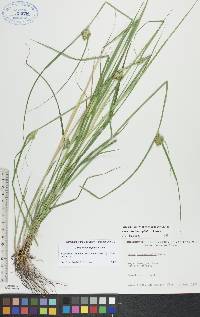 Carex sychnocephala image