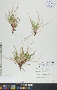 Carex tonsa image