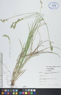 Carex foenea image