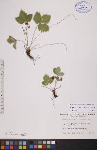 Fragaria vesca subsp. americana image