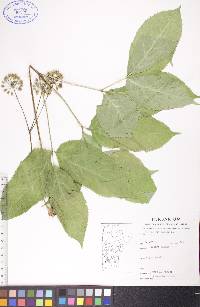 Aralia nudicaulis image