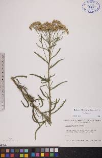 Achillea alpina image