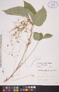 Cuscuta megalocarpa image