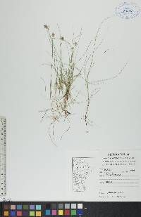 Carex gynocrates image