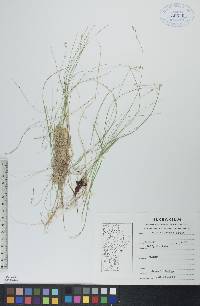 Carex disperma image