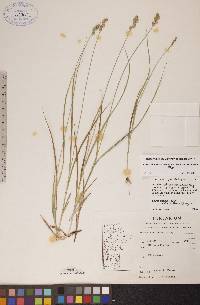 Carex echinodes image