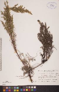 Artemisia campestris var. scouleriana image